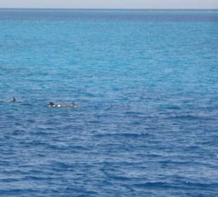 Für wenig Geld so viele Delfine gesehen - toll
