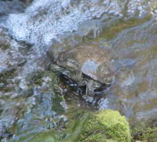 Schildkröte bei den sieben Quellen