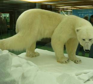 Ausstellung im Museum