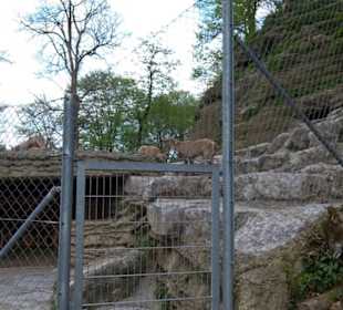 Eurasienbereich - Steinböcke