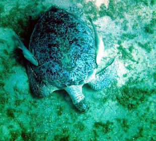 Schildkröte / Abbu Dabab