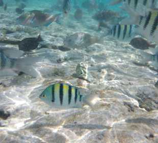 Schnorcheln Makadi Bay