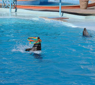 Dolphin Sharm elshiek show
