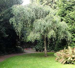 Spaziergang durch Thieles Garten