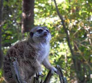 Ein Besuch im Tierpark lohnt sich auf jeden Fall!