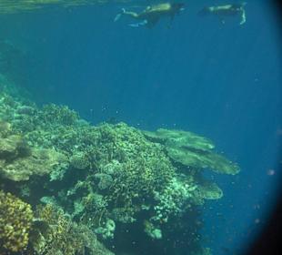 Am Steg Hausriff Hotel Sea Life Resort