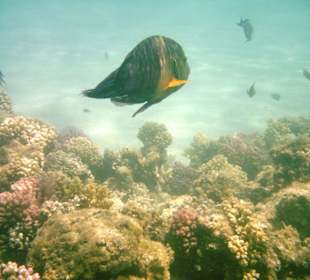 Hausriffe am Albatros Palace