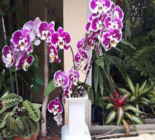 Im Orchideengarten