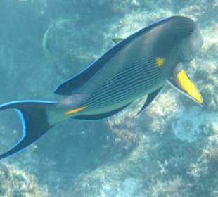 Tolle Unterwasser Welt