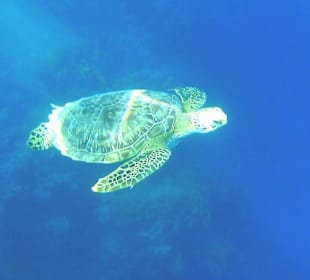 Schildkröte am Hausriff