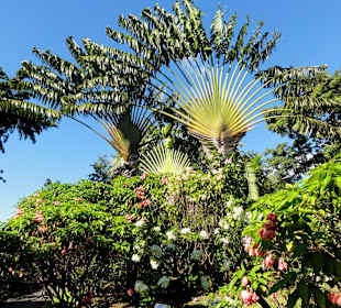 Impressionen aus dem Jardin Botanique de Deshaies