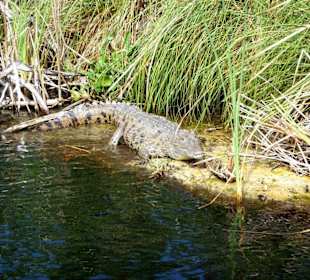 Krokodil vom Black River