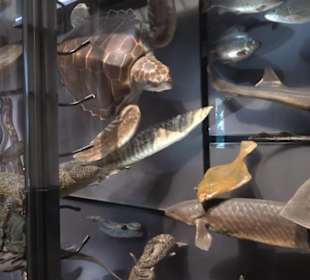 Museum für Naturkunde