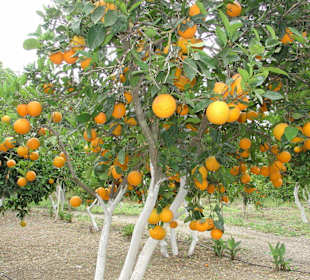 Orangen am Baum