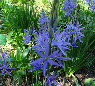 Sichtungsgarten Hermannshof