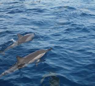 Delfine