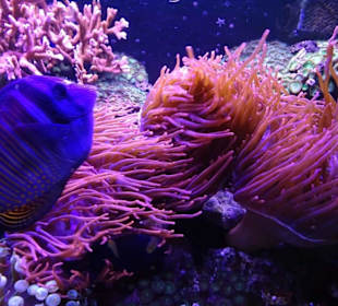 Korallenriff im Aquarium von Wasserbillig