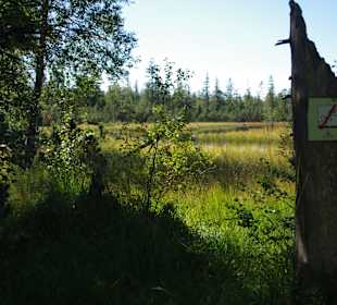 Hochmoor Kaltenbronn