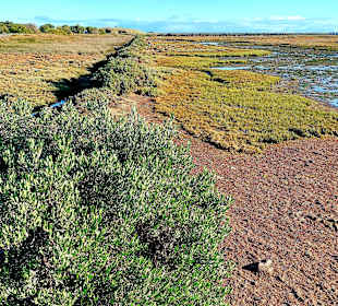 Parque Natural da Ria Formosa