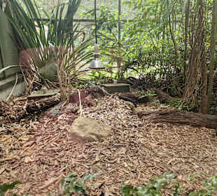 Tuatara