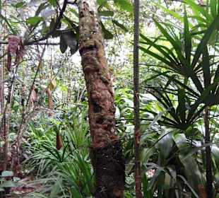 Frischer Zimt an der Rinde...