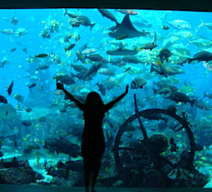 Aquarien im Lost Chambers