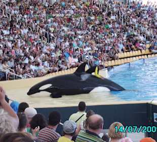 Loro Park Orca Becken
