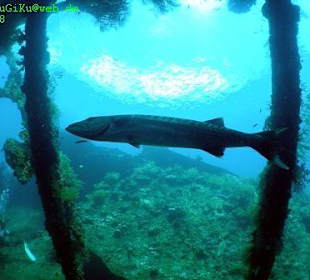 Barrakuda im Wrack "Liberty"