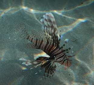 Feuerfisch am Hausriff