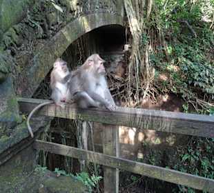 Ausflug mit Guide Otto Nusa Dua 2016: Affenwald Ubud