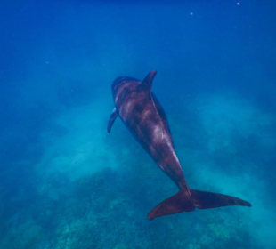 Delfinausflug