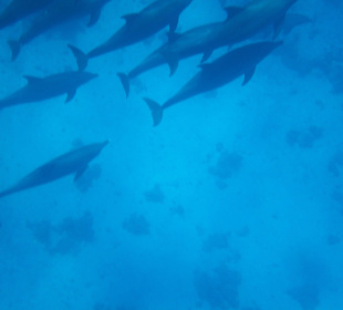 Mit den Delfinen on Tour