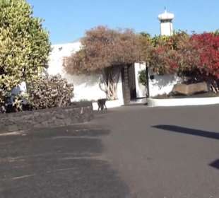 Fundacion Cesar Manrique