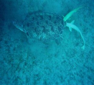 Schildkröte am Meeresgrund