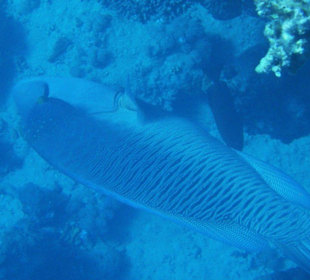 Napoleon am Hausriff Hotel Sol Y Mar Dar El Medina