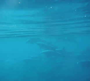 Schnorcheln mit Delfinen