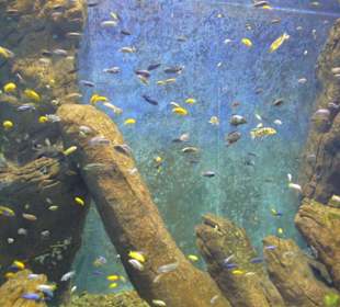 Afrykarium