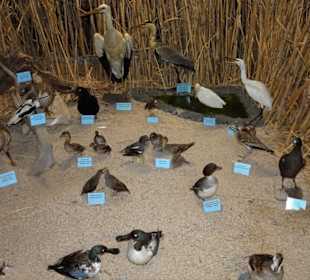 Rundgang durch das Museo della Foca Monaca