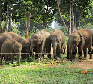 Elefantenwaisenhaus Pinnawela