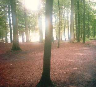 Waldgebiet im Tippi Dorf Lahntal