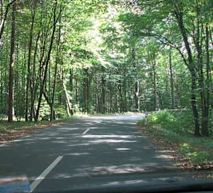 Der schöne Waldweg zum Denkmal