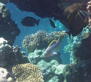 Unterwasserwelt am Hausriff