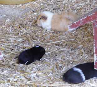 WildparkImpression September 2013