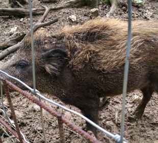 Wildschweingehege