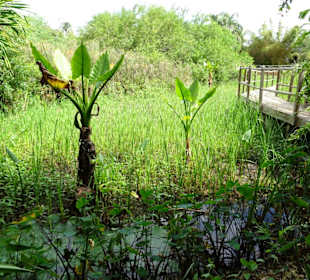 Rundgang durch den Jardin d´Eden