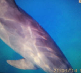 Tour am 21.05.2014 Mogli - Delfine & Freunde 