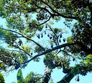 Royal Botanic Gardens