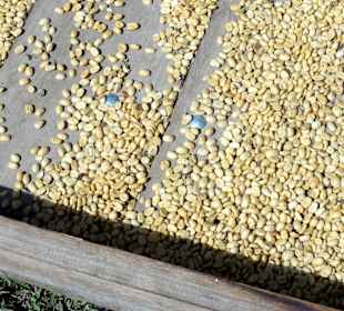 Trockenfelder für die Kaffeebohnen