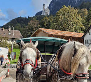 Pferdeshuttle zum Schloss