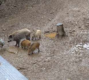 Wild Park Waldhaus Mehlmeisel